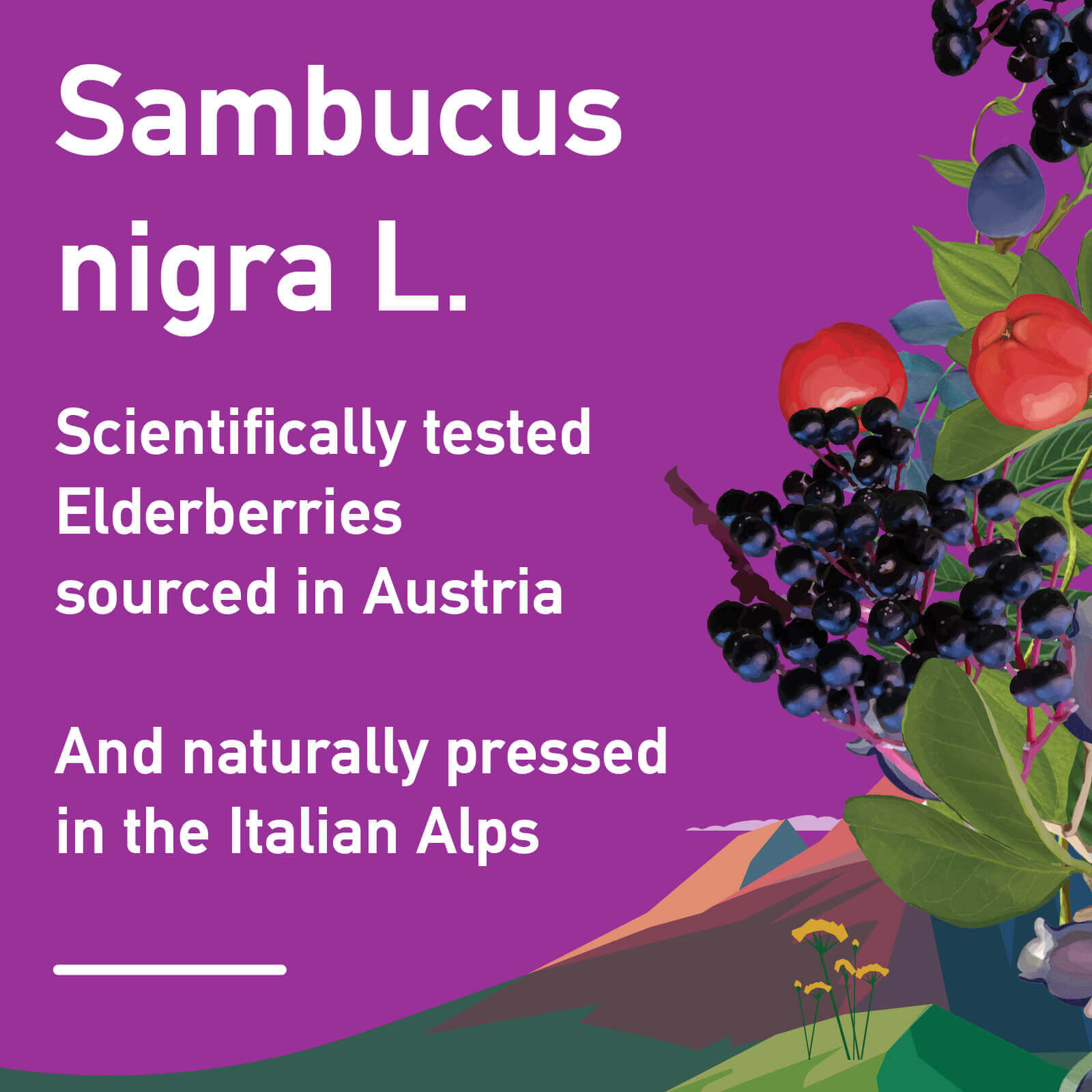 Scientifically studied elderberry extract