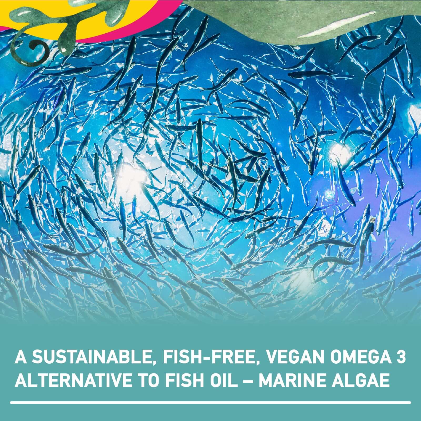 Ethically sourced algae omega 3