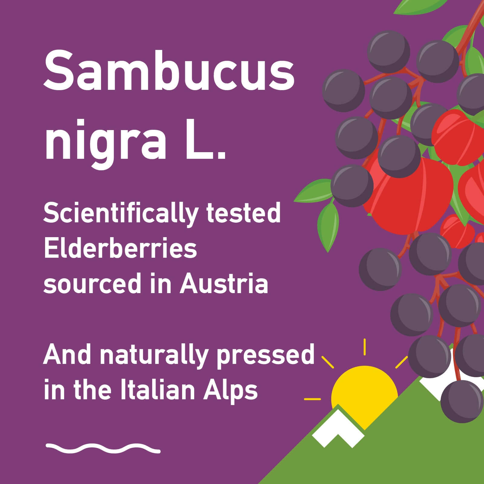 Sambucus nigra, scientifically tested elderberry extract