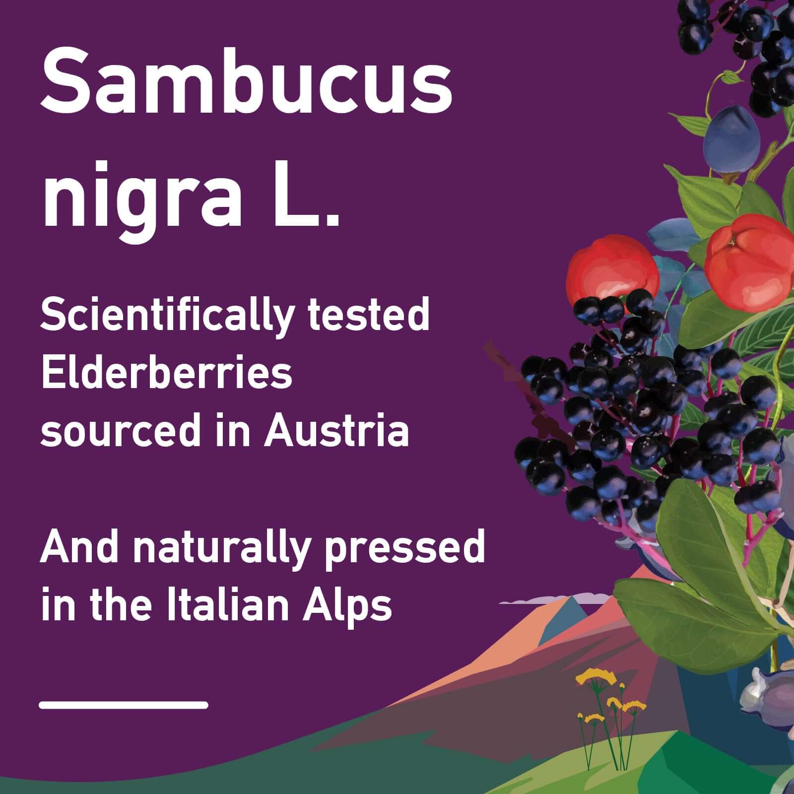 APOKRA Sambucus nigra, high quality elderberry extract